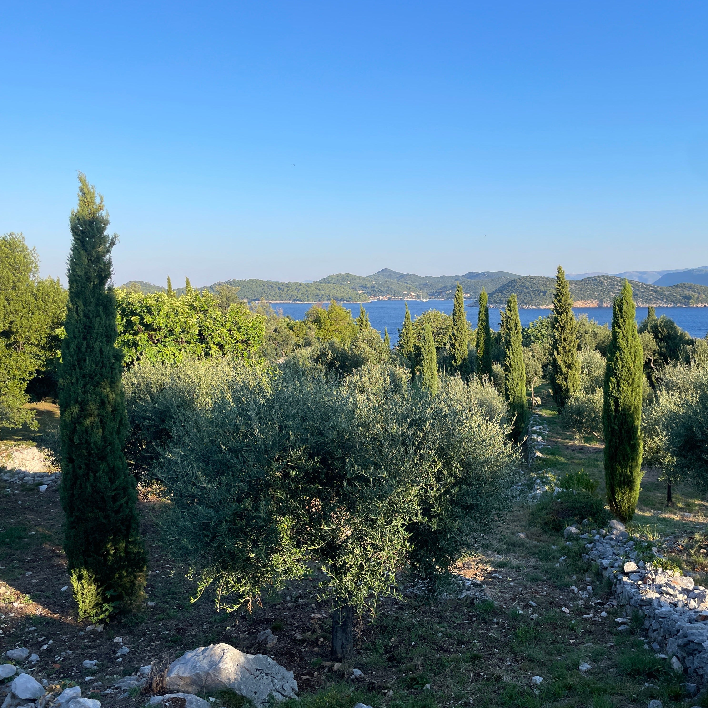 A GROVE BY THE SEA
