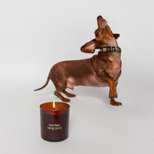 Load image into Gallery viewer, Arquiste Little Paws Dachshund looking up!