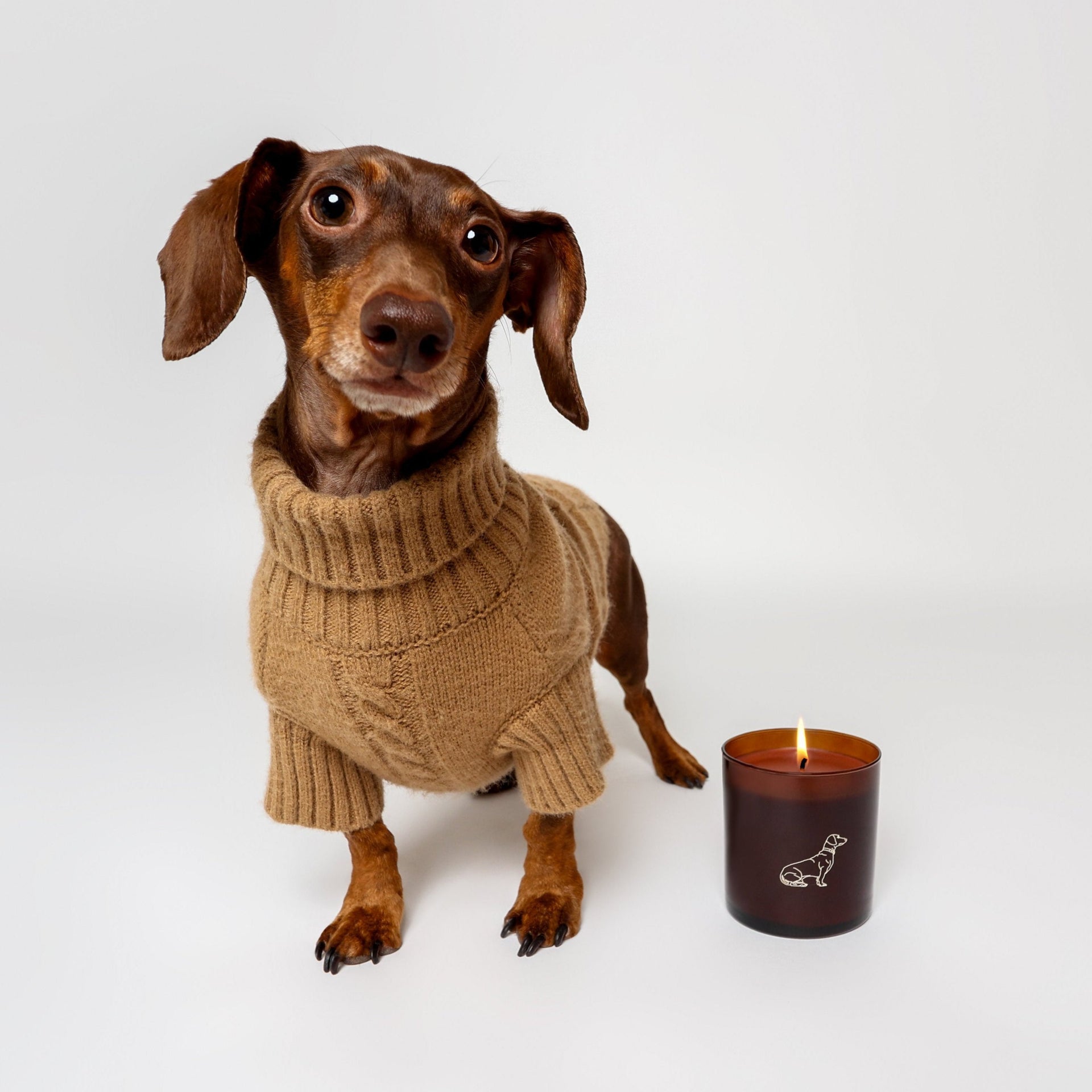 Dachshund in brown sweater and scented candle