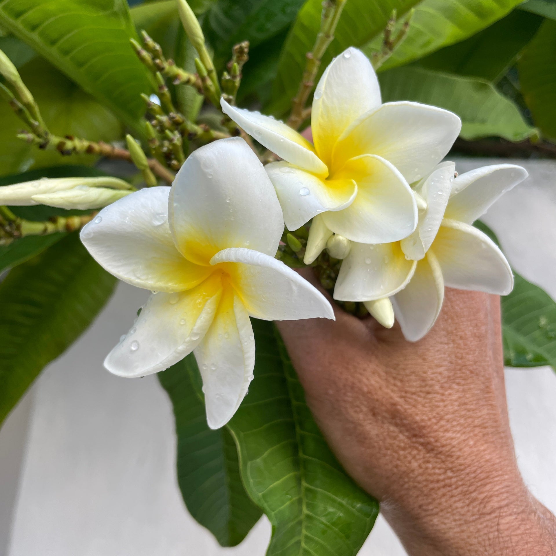 White plumeria
