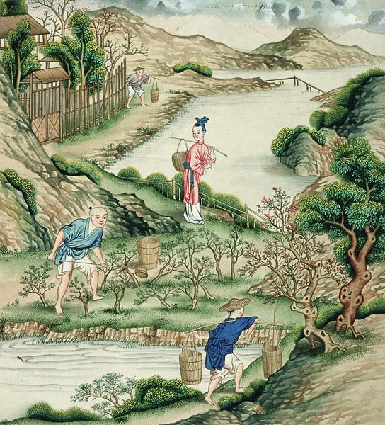TEA CULTIVATION